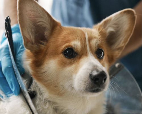 dog being help receiving care